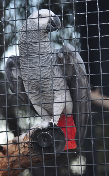 African grey parrot